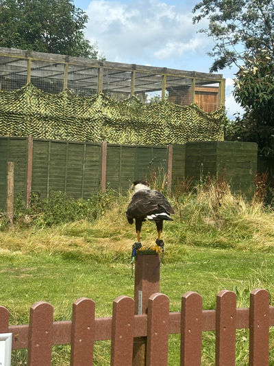 Gentleshaw Birds of Prey and Wildlife Centre