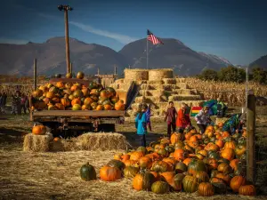 Field of Screams MT