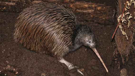 The National Kiwi Centre