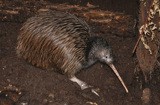 The National Kiwi Centre