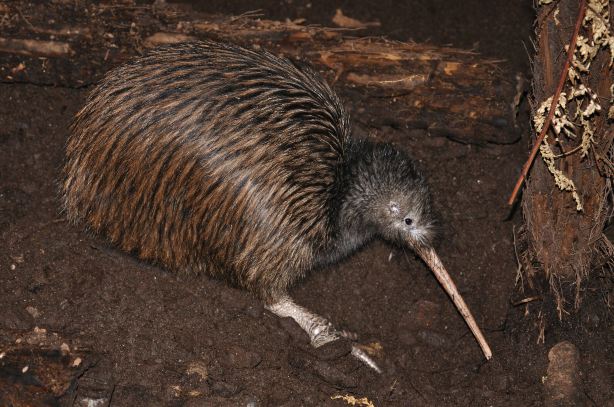 The National Kiwi Centre