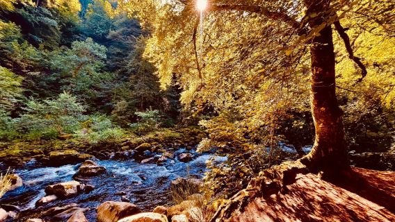 The Hermitage (National Trust for Scotland)