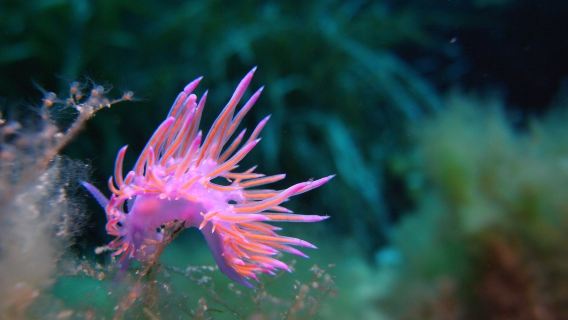 NAUTILUS Diving Fornells - Centro de Buceo