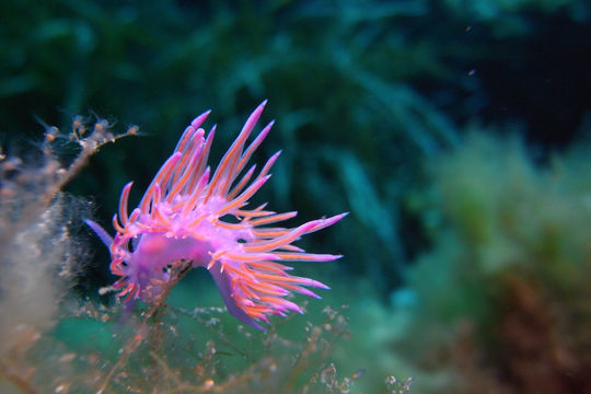 NAUTILUS Diving Fornells - Centro de Buceo