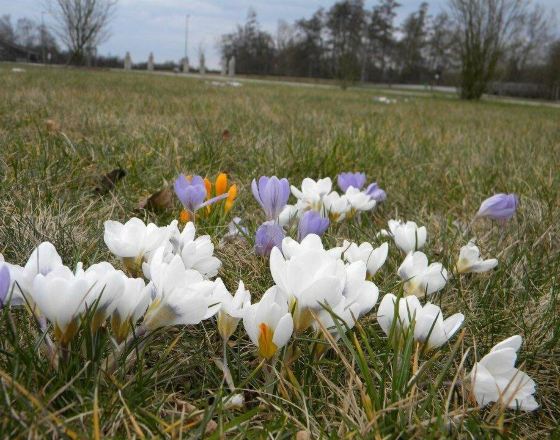 埃施博恩 自由行套票
