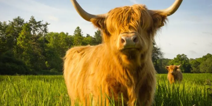 Taverham Mill Nature Reserve and Fishery