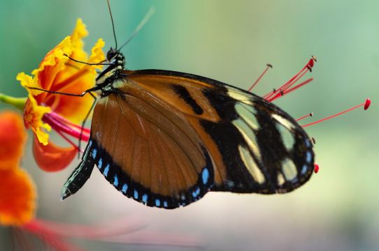 Royal Butterflies