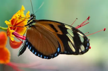 Royal Butterflies