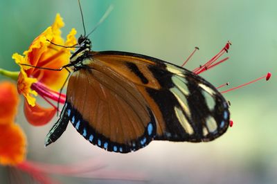Royal Butterflies