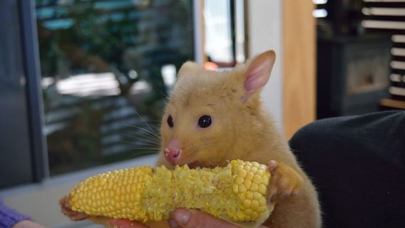 WARRNAMBOOL WILDLIFE ENCOUNTERS, GREAT OCEAN ROAD