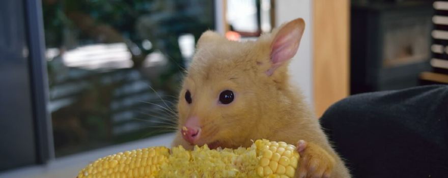 WARRNAMBOOL WILDLIFE ENCOUNTERS (Bookings only)
