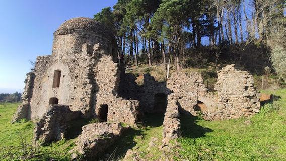 Platano Orientale Millenario Monumentale - Platano di Vrisi
