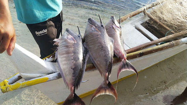Taliwas in Danum Valley