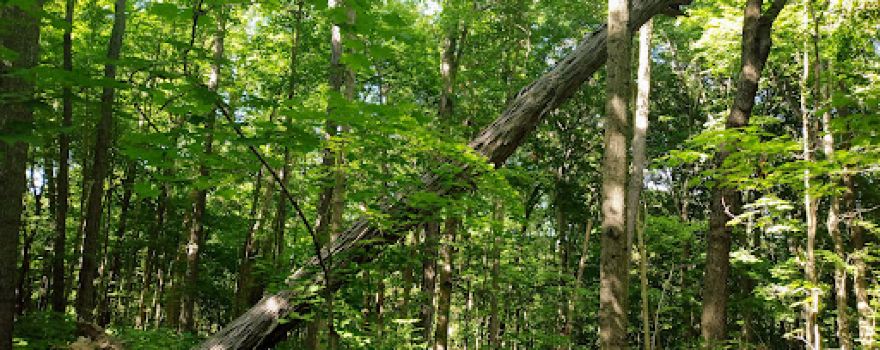 Maple Ridge Reserve