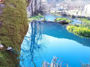 Ladon springs