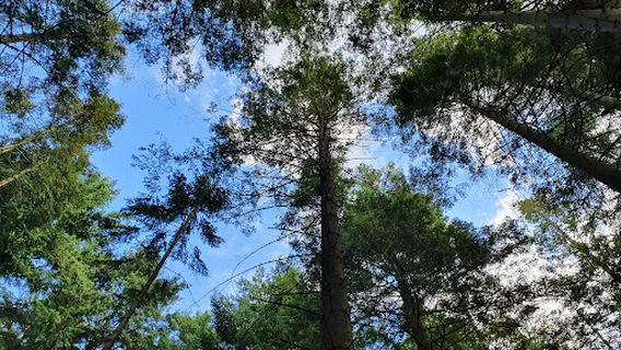 Speelbos 'In Het Hol Van De Leeuw'