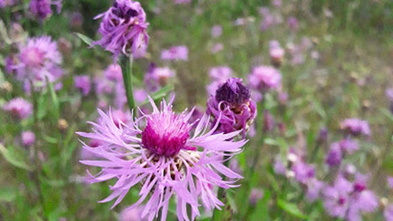 Nyandomskiy Sel'skiy Leskhoz