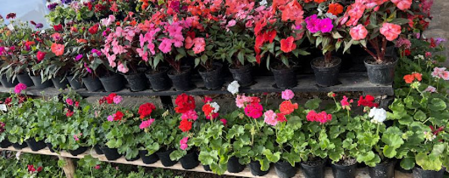 Vivero Los Robles Cómbita