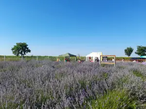 Lavanda Vrancei