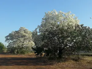El Buchon Park