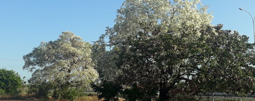 El Buchon Park