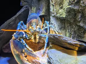 National Lobster Hatchery