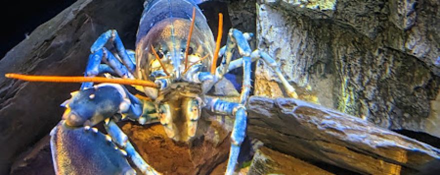 National Lobster Hatchery