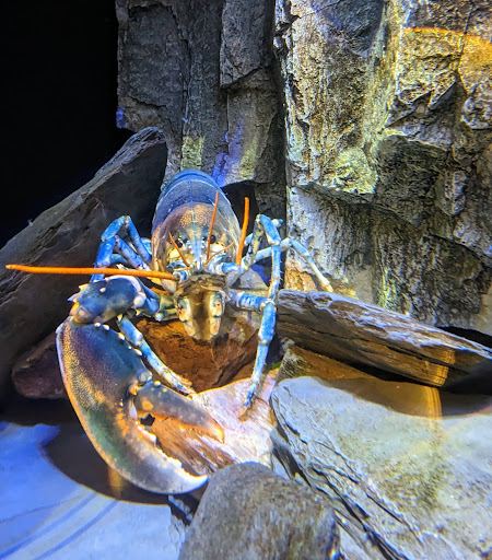 National Lobster Hatchery