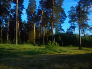 Krasnogorochka