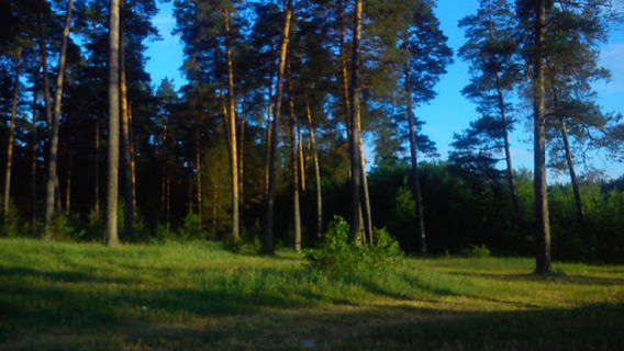 Krasnogorochka