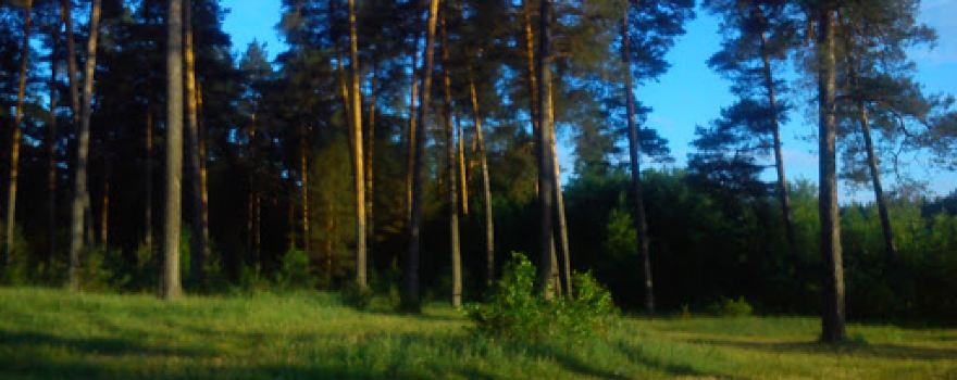Krasnogorochka