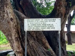 Livingstone tree