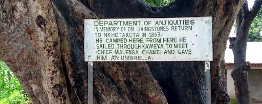 Livingstone tree