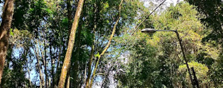 Hutan Pinus