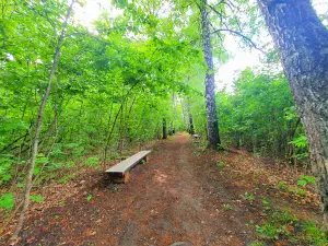 Lilac Grove