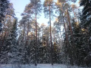 Zilaiskalns (kalns)
