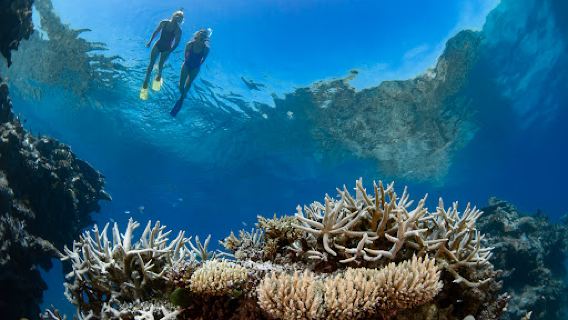 Viper Whitsunday | Iconic Whitsunday Adventures