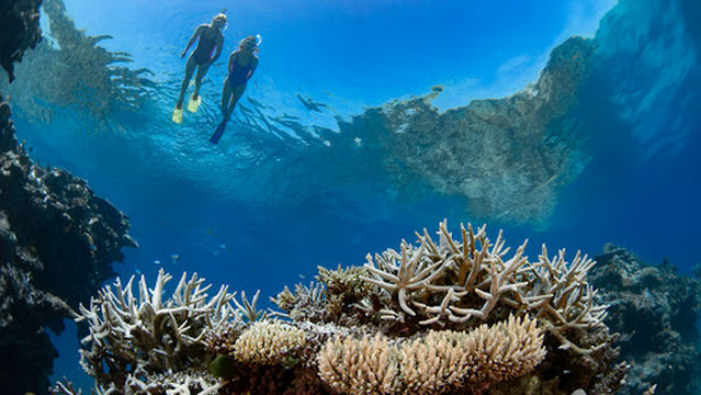 Viper Whitsunday | Iconic Whitsunday Adventures