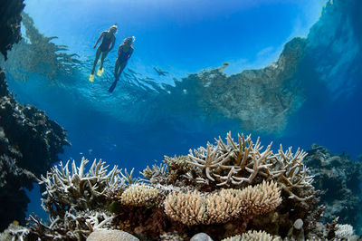 Viper Whitsunday | Iconic Whitsunday Adventures