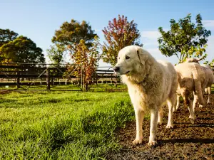 Iris Lodge Alpacas