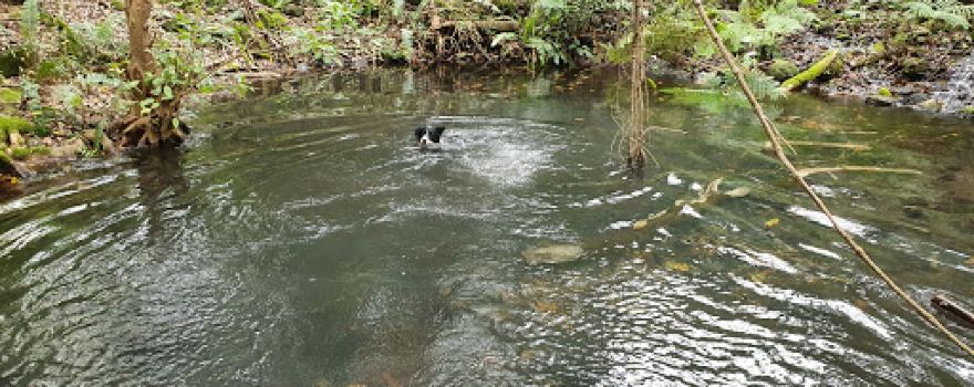 Barney’s Springs