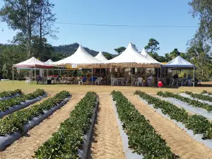 Ballantyne’s Strawberry Farm, 36 Brodies Road