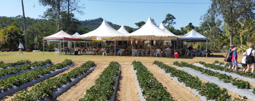 Ballantyne’s Strawberry Farm, 36 Brodies Road