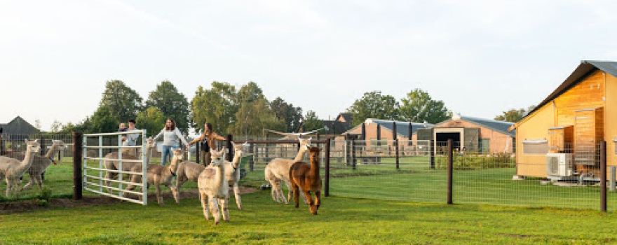 FarmCamps Camping Alpaca Vorstenbosch