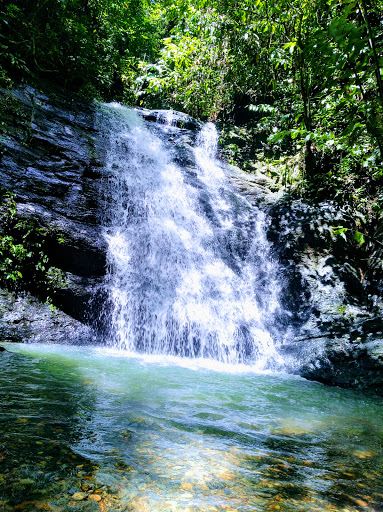 Peradayan Forest Reserve