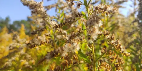 明覺寺森林公園
