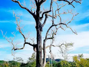 Khu di tích lịch sử cấp Quốc gia đặc biệt Tây Sơn Thượng đạo