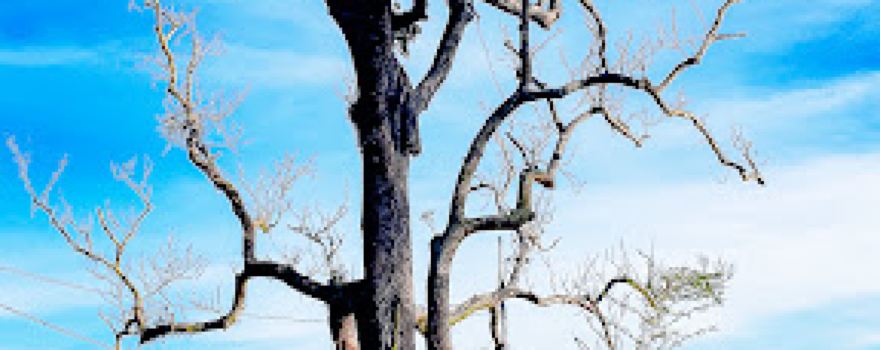 Khu di tích lịch sử cấp Quốc gia đặc biệt Tây Sơn Thượng đạo