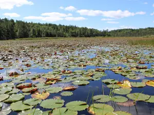 The Boundary Waters Canoe Area Wilderness