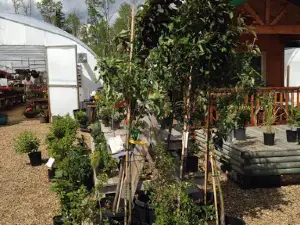 Bellis Garden and Greenhouses